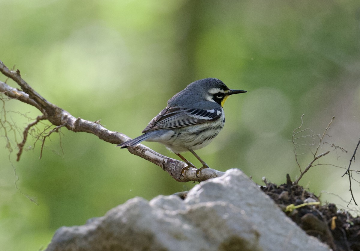 Yellow-throated Warbler - Christopher Veale
