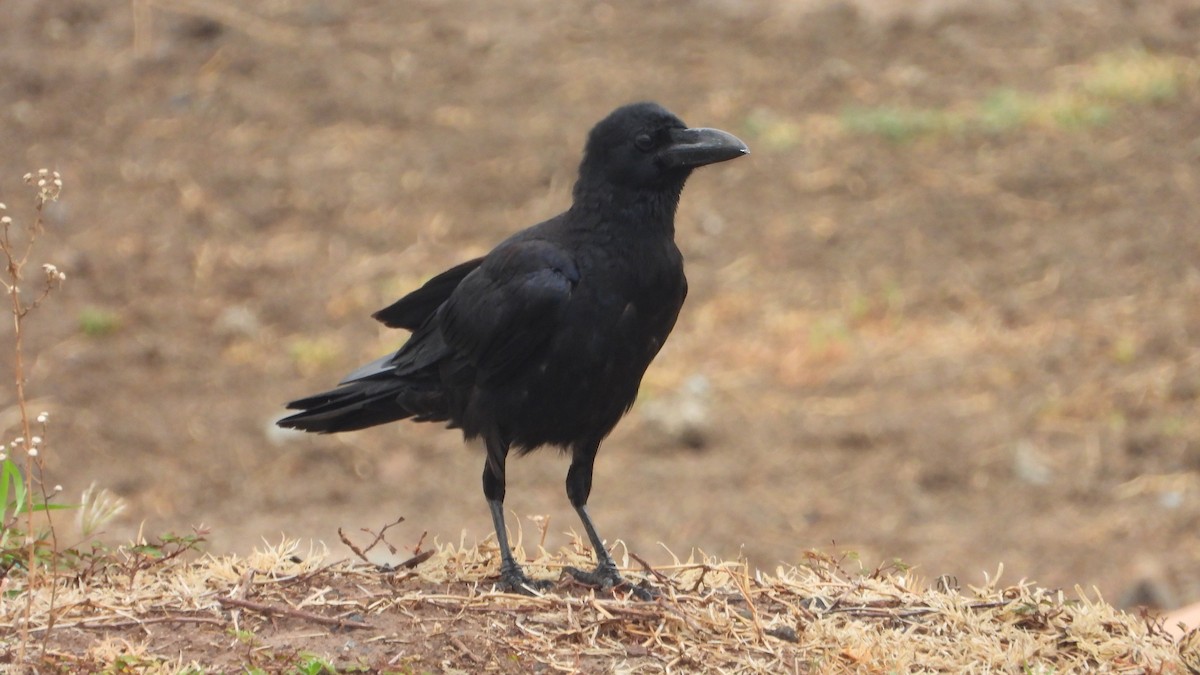 Large-billed Crow - Thomas Claret