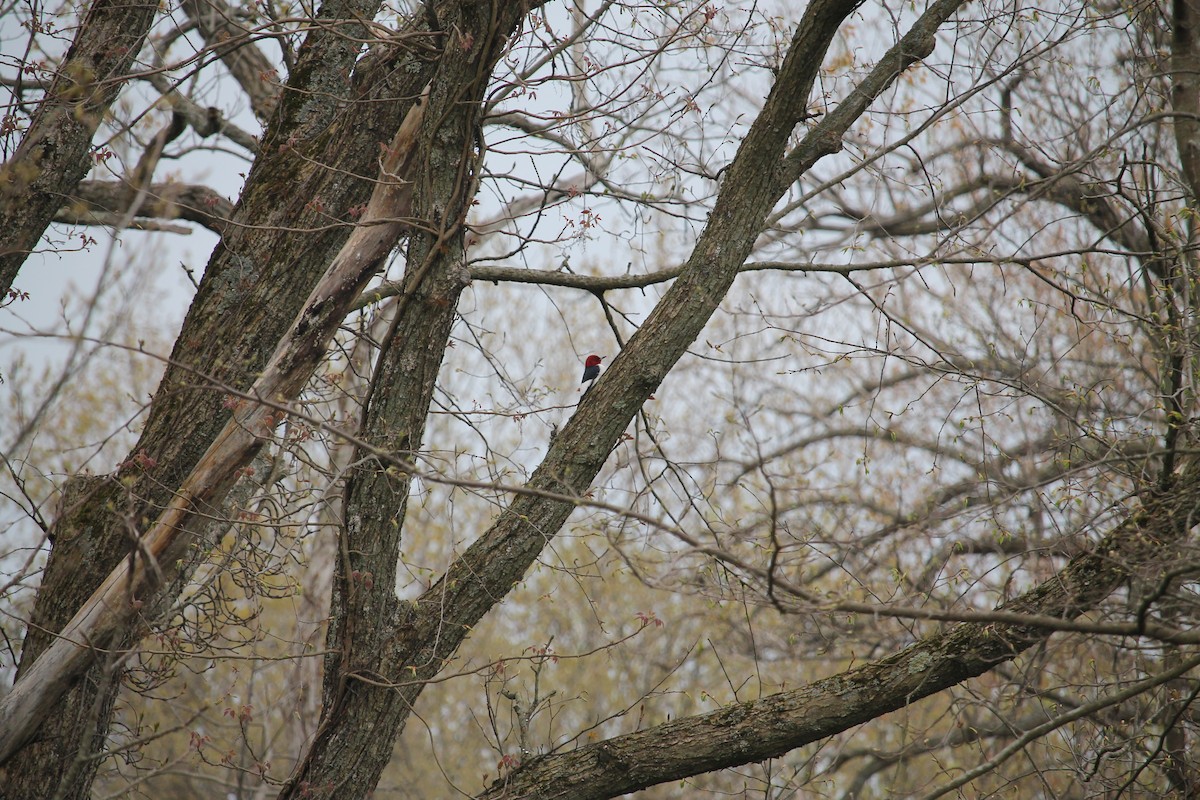 Red-headed Woodpecker - ML618868994