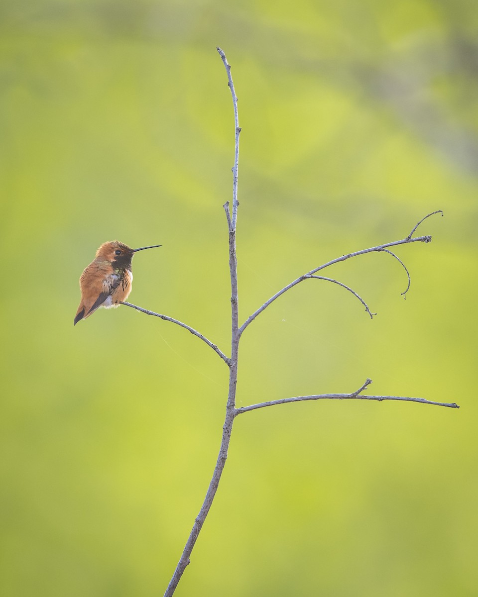 Rufous Hummingbird - Anonymous