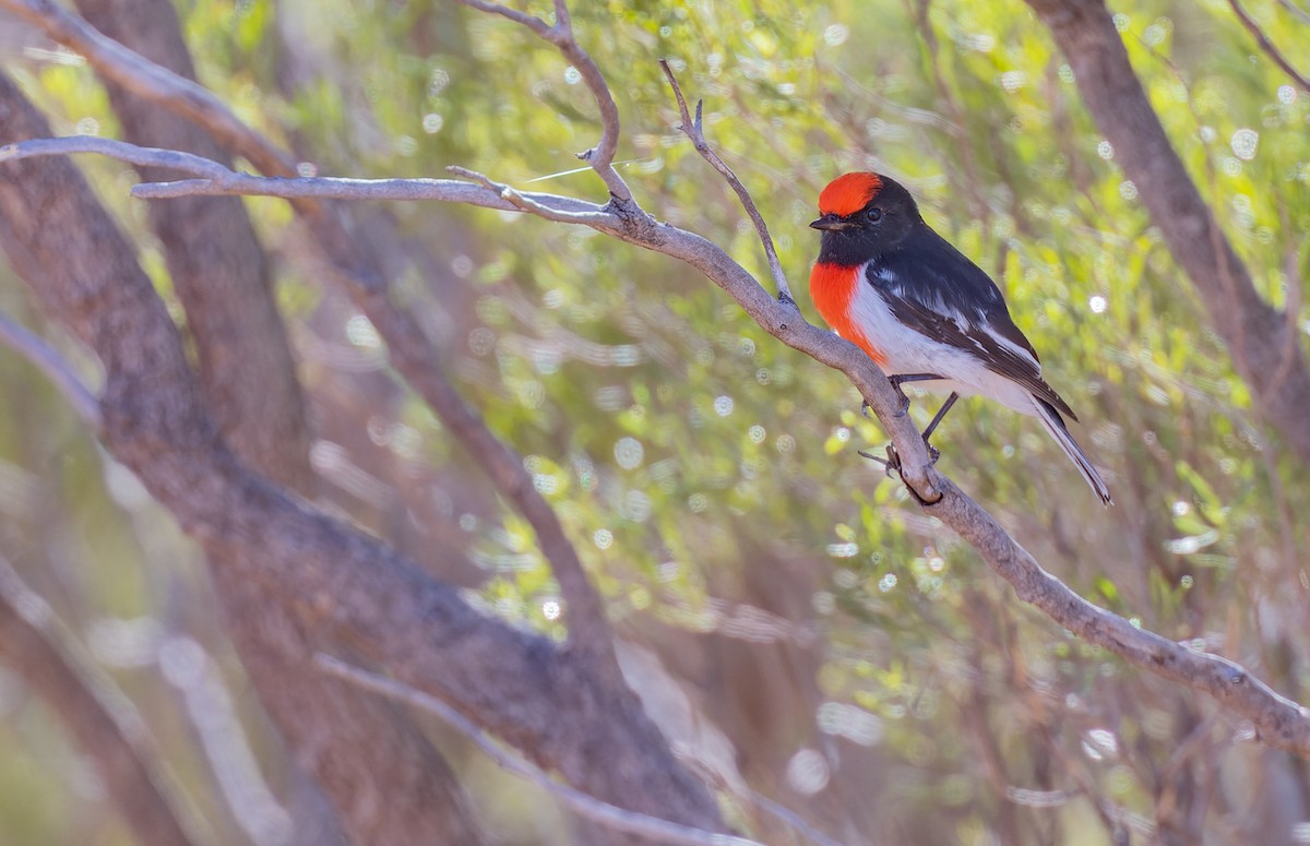 Red-capped Robin - ML618869007