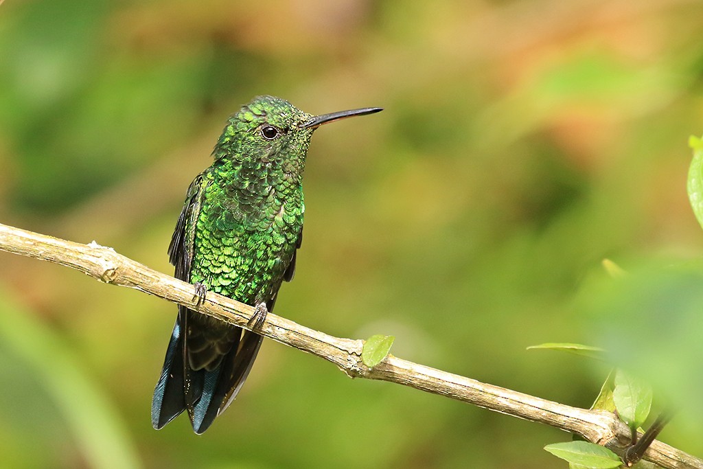 Steely-vented Hummingbird - Rene Valdes 🦜