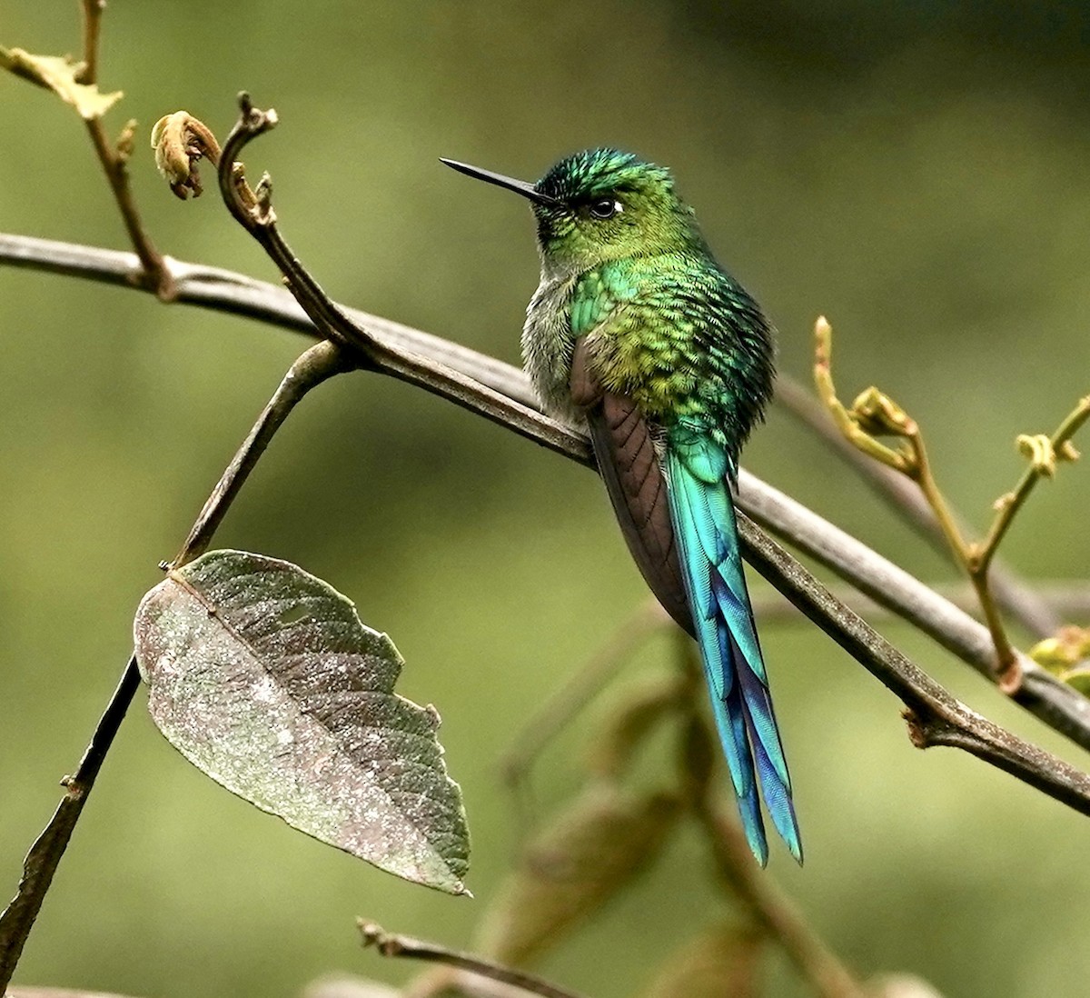 Long-tailed Sylph - ML618869016