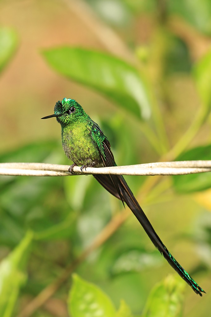 Long-tailed Sylph - ML618869019