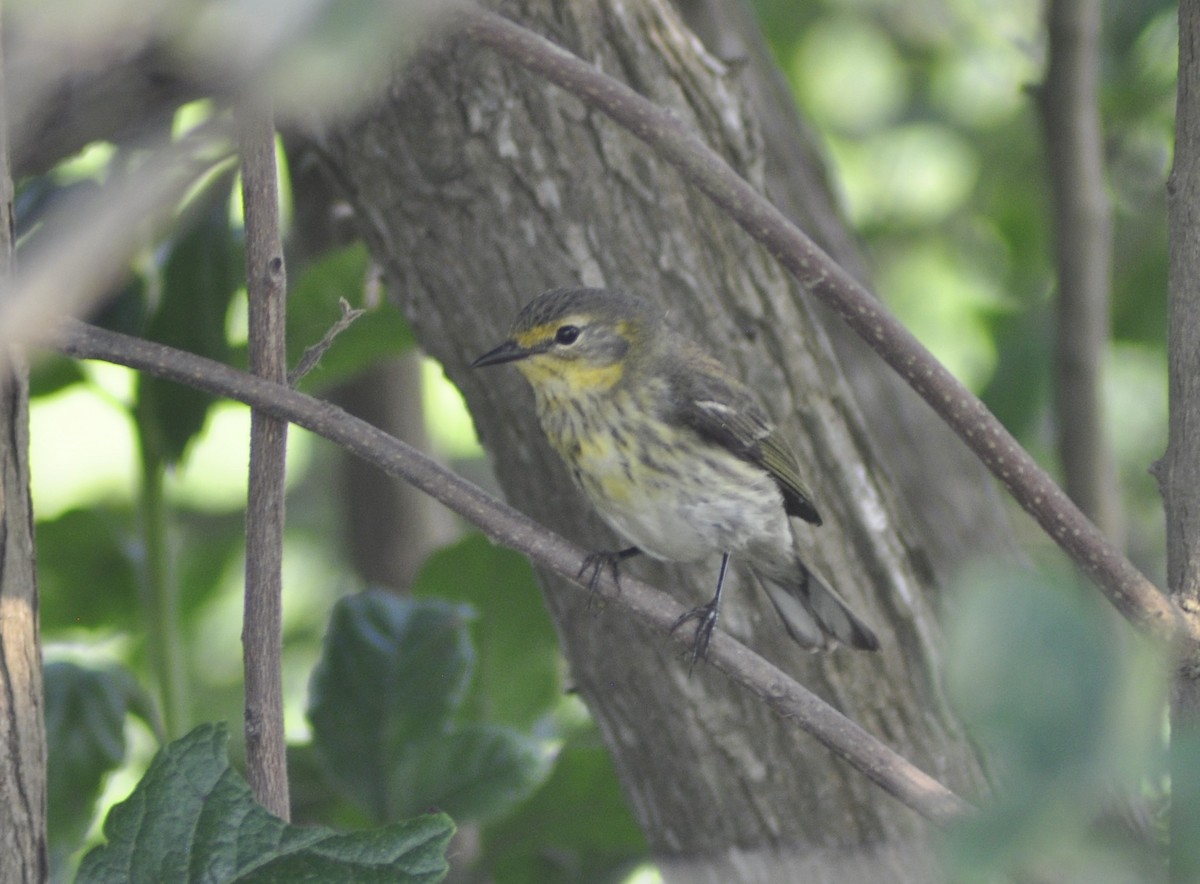 Cape May Warbler - ML618869031