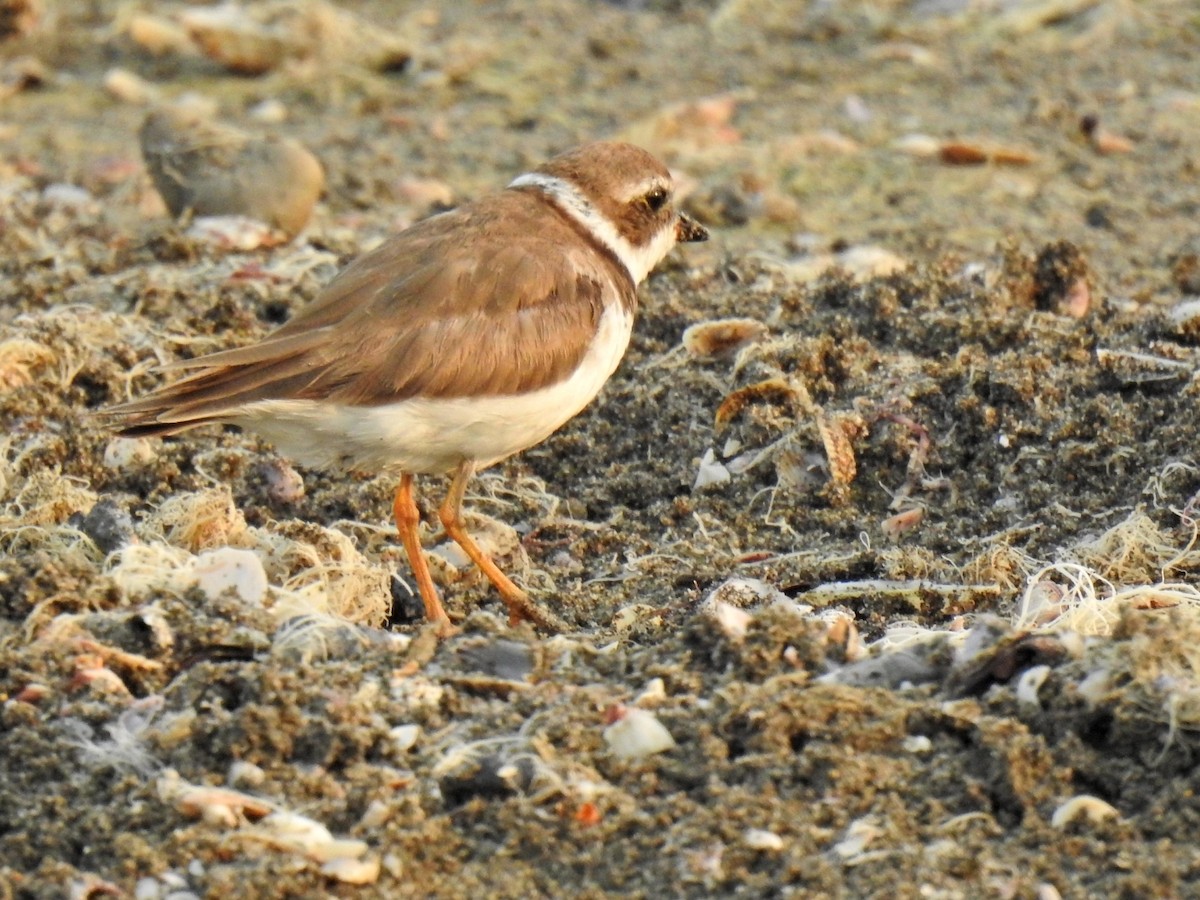 Semipalmated Plover - ML618869035