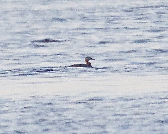 Red-necked Grebe - ML618869042