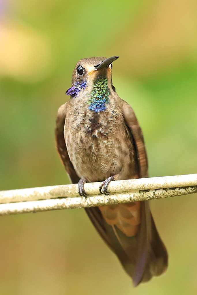 kolibřík fialovouchý - ML618869047