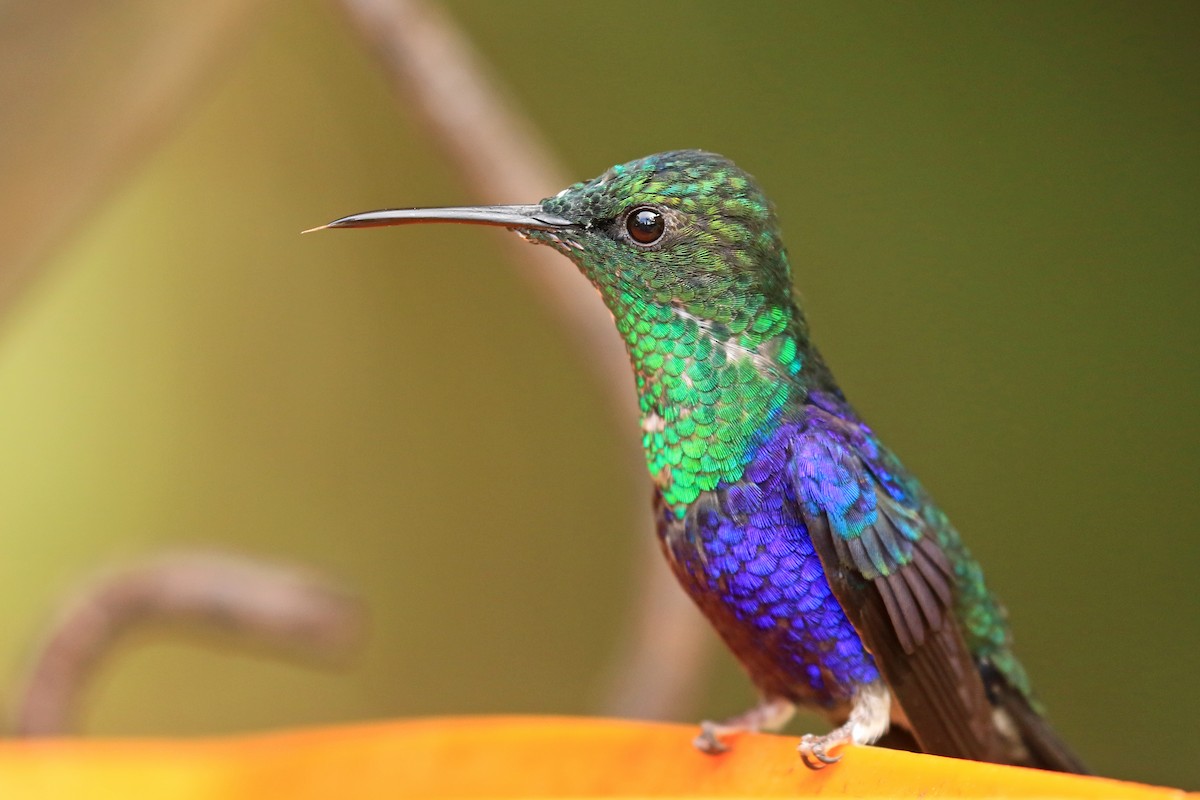 kolibřík vidloocasý - ML618869053