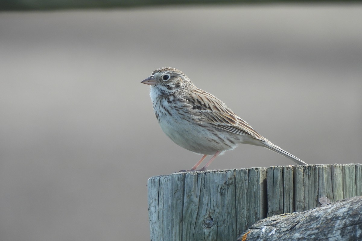 Vesper Sparrow - dan spivak