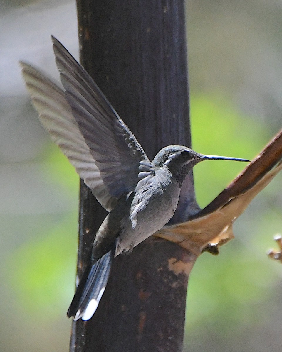 Blue-throated Mountain-gem - Ted Wolff