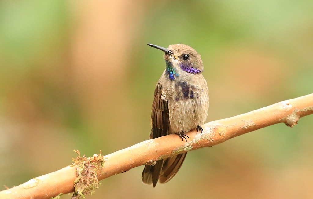 kolibřík fialovouchý - ML618869101