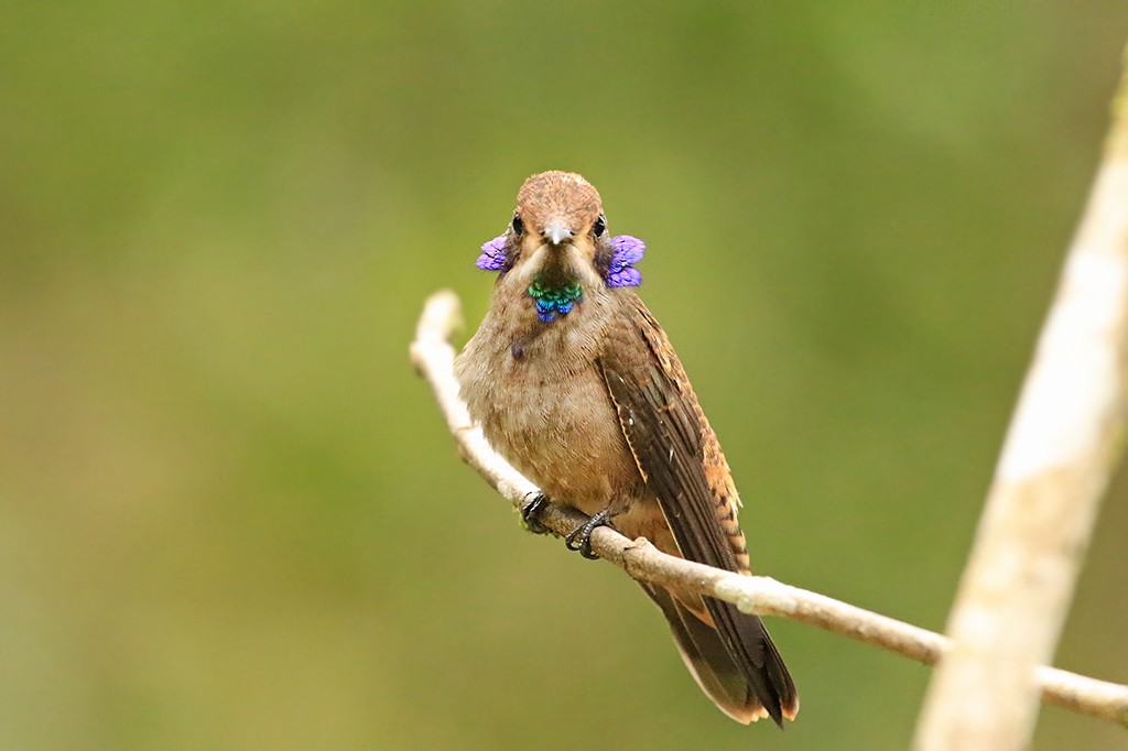 kolibřík fialovouchý - ML618869102