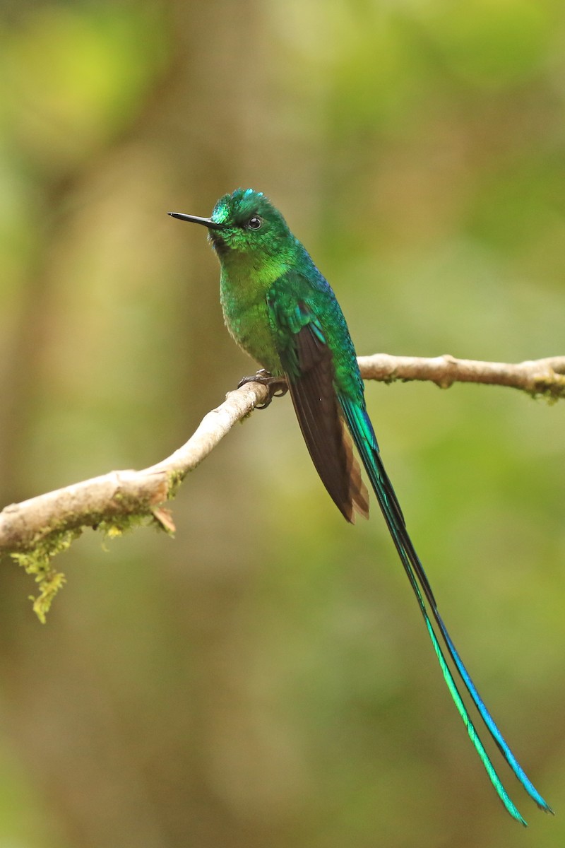 Long-tailed Sylph - ML618869130