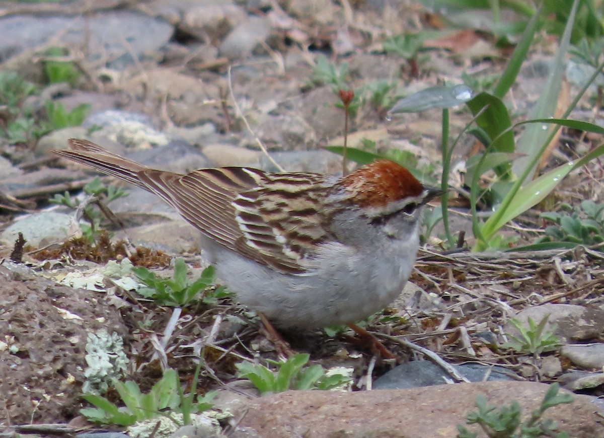 Chipping Sparrow - ML618869146