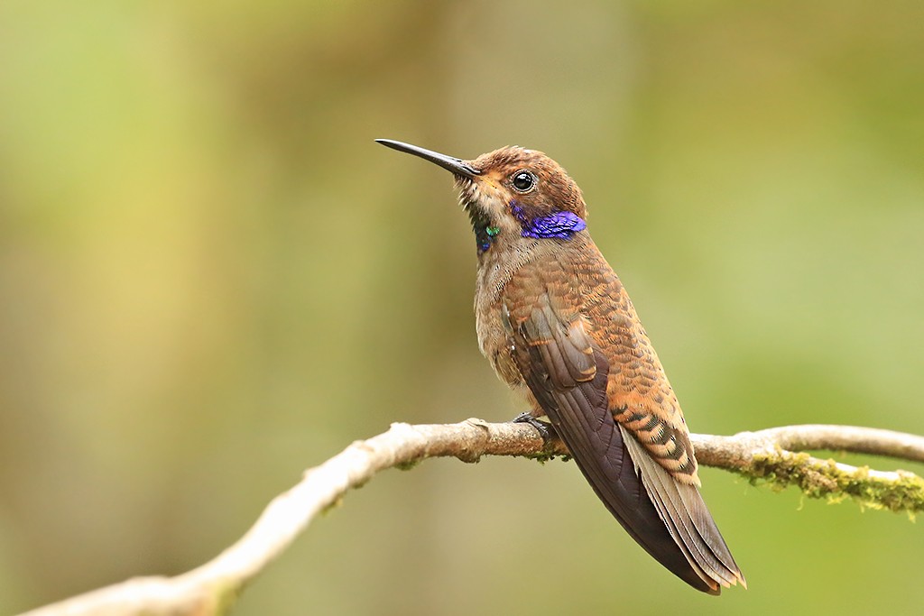 kolibřík fialovouchý - ML618869147