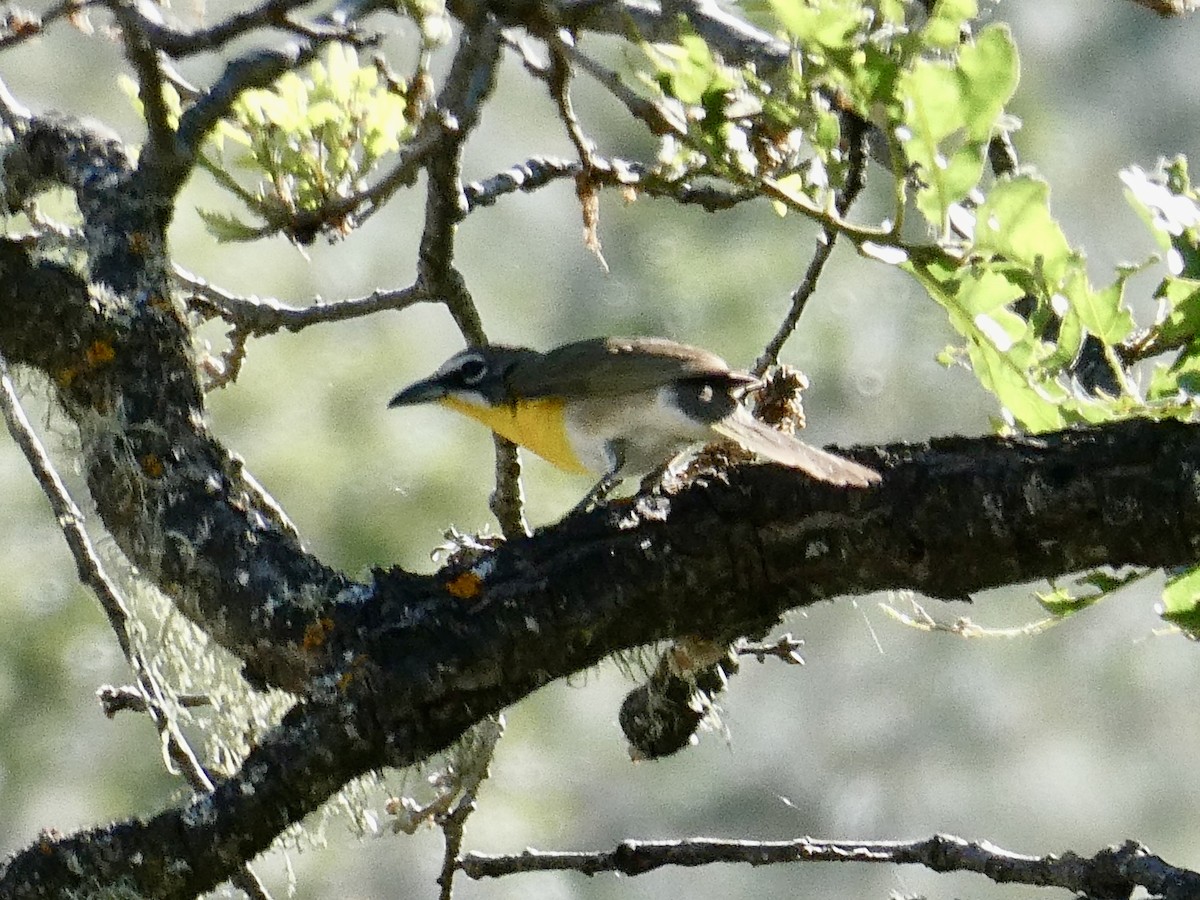 Yellow-breasted Chat - ML618869162
