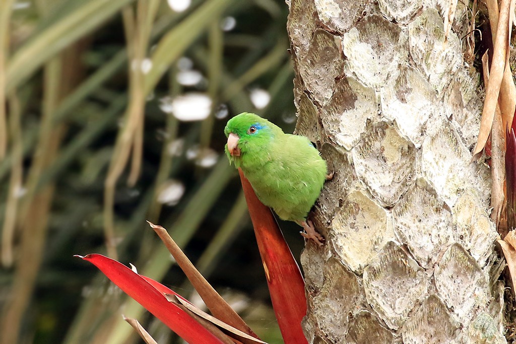 Spectacled Parrotlet - ML618869176