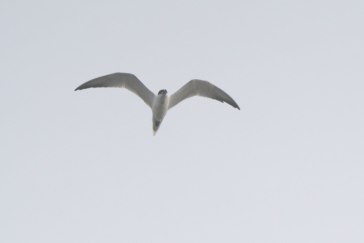 Gull-billed Tern - Sam Hambly
