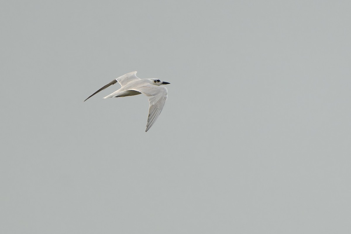 Gull-billed Tern - ML618869189