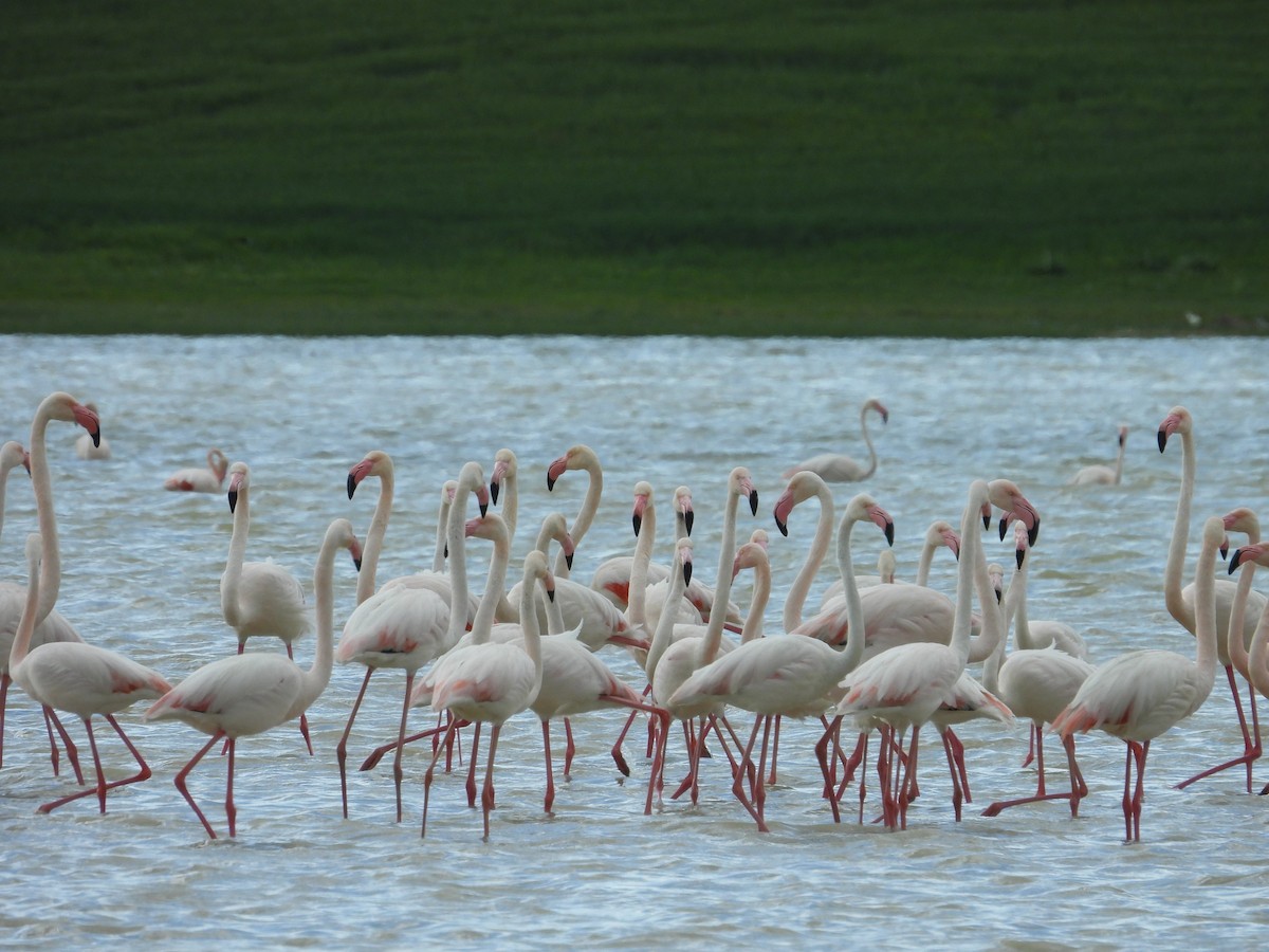 Greater Flamingo - ML618869224