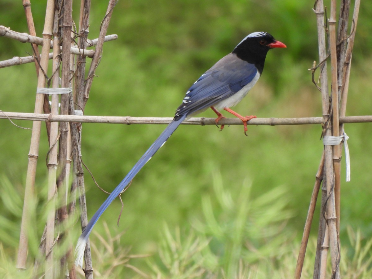 Red-billed Blue-Magpie - Tuck Hong Tang