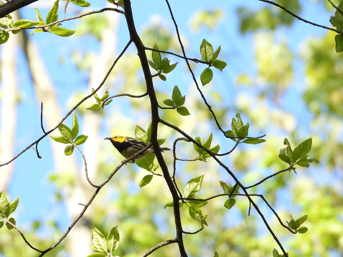 Black-throated Green Warbler - Ezekiel  Van