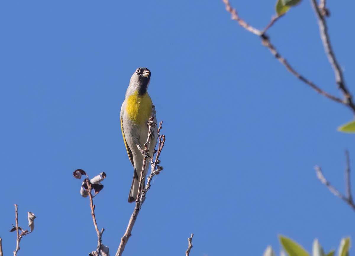 Lawrence's Goldfinch - ML618869340