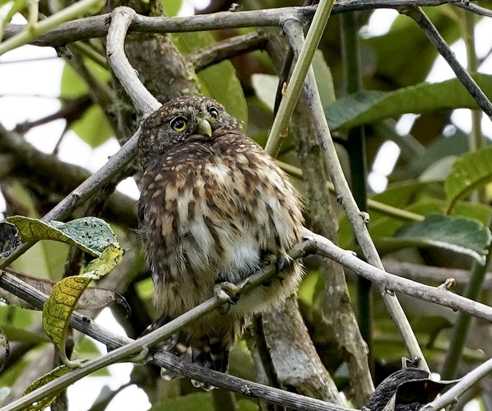 Yungas Pygmy-Owl - ML618869355