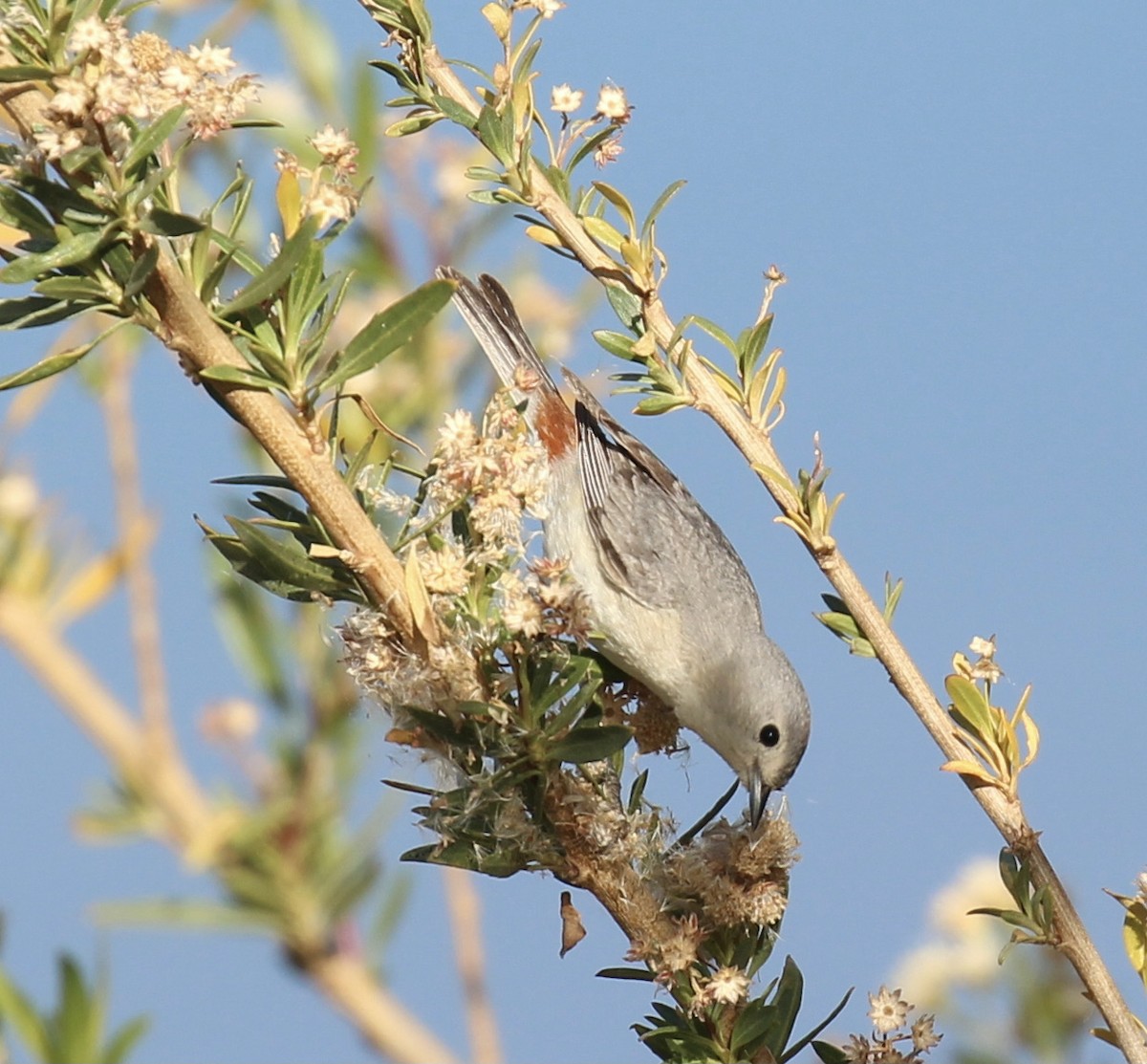 Lucy's Warbler - ML618869366
