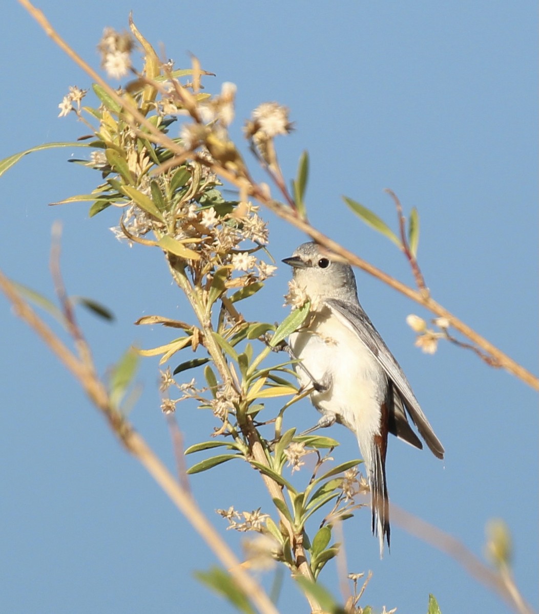 Lucy's Warbler - ML618869367