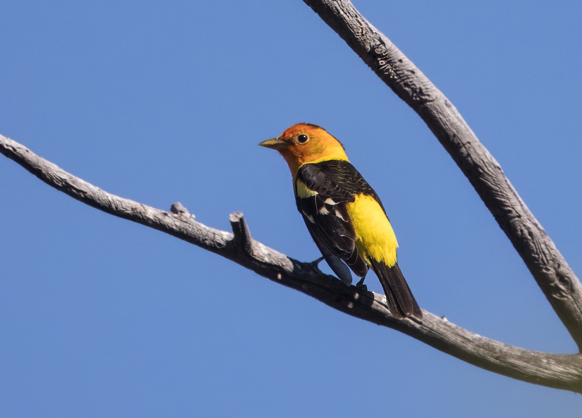 Western Tanager - ML618869396
