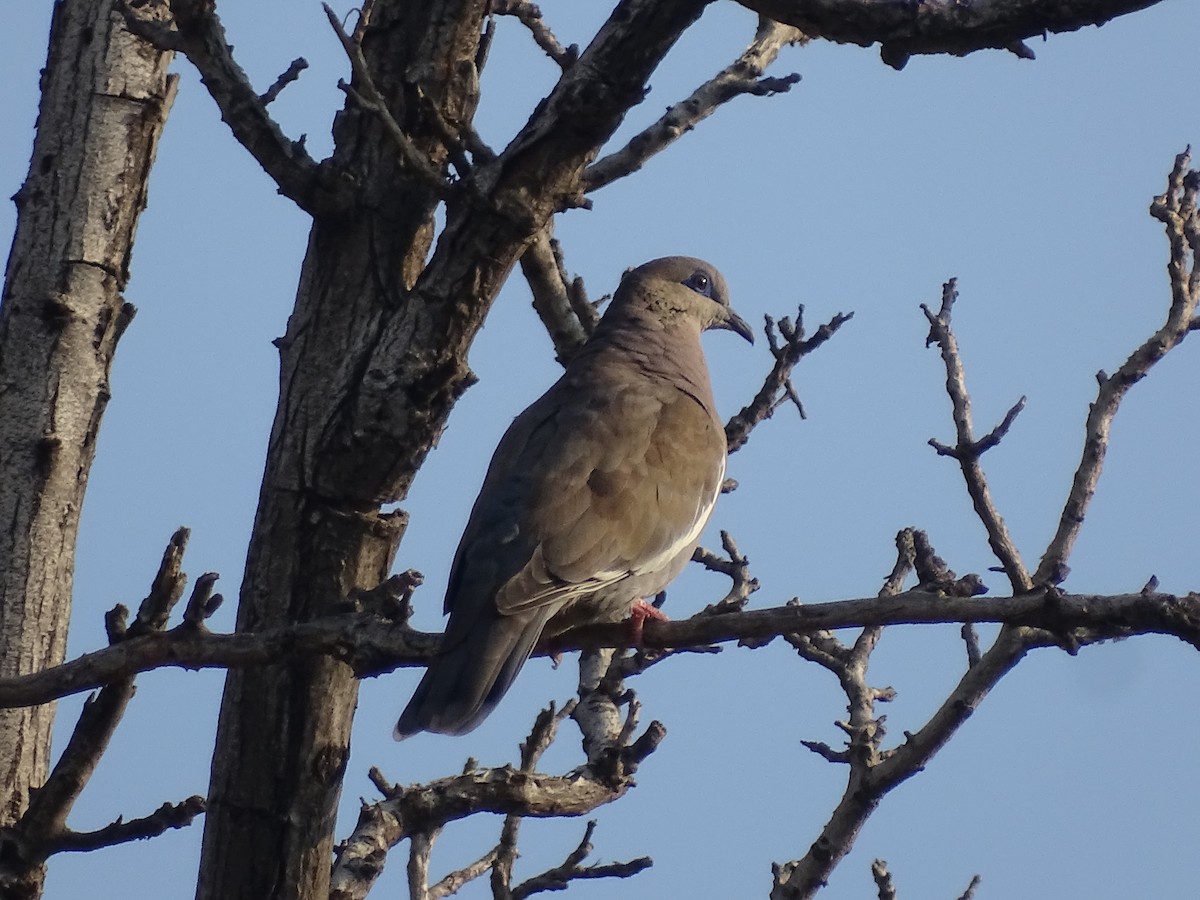 West Peruvian Dove - ML618869410