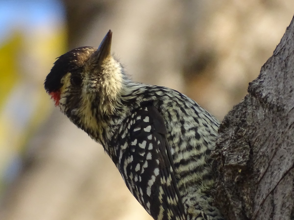Striped Woodpecker - ML618869433