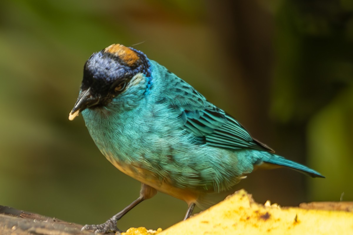 Golden-naped Tanager - ML618869434