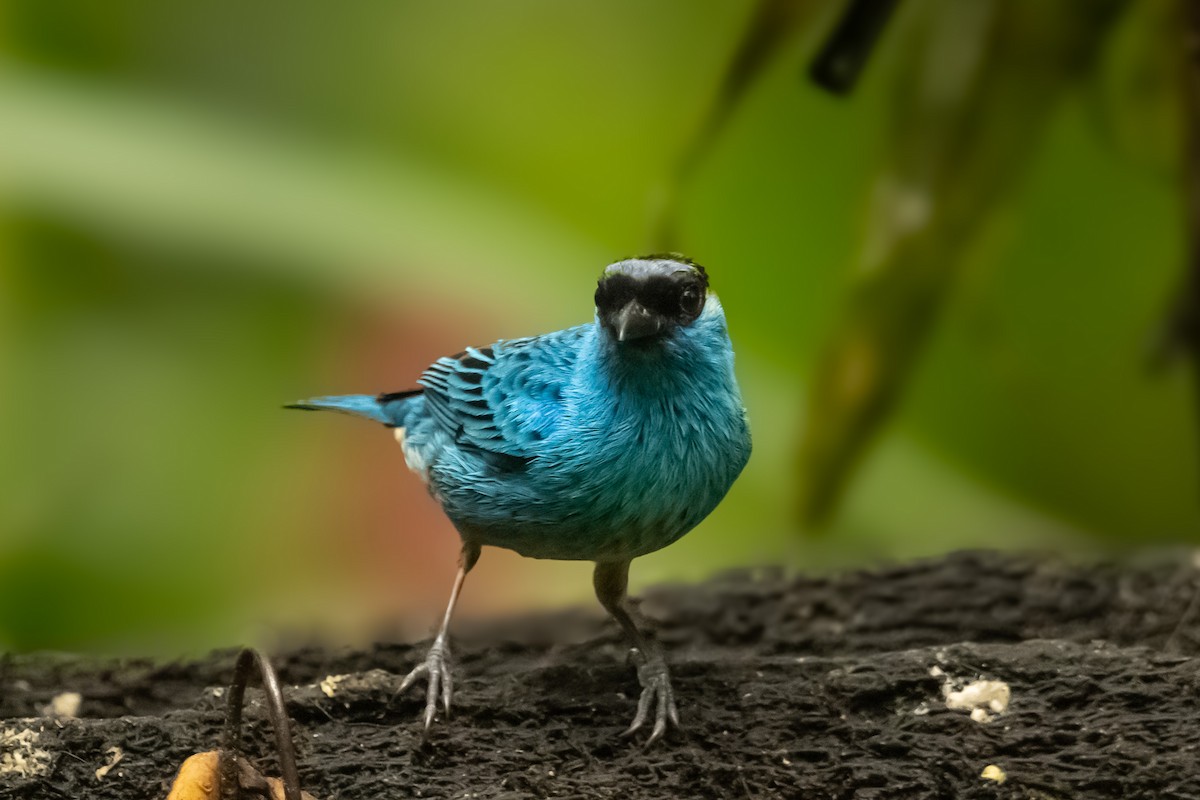 Golden-naped Tanager - ML618869435