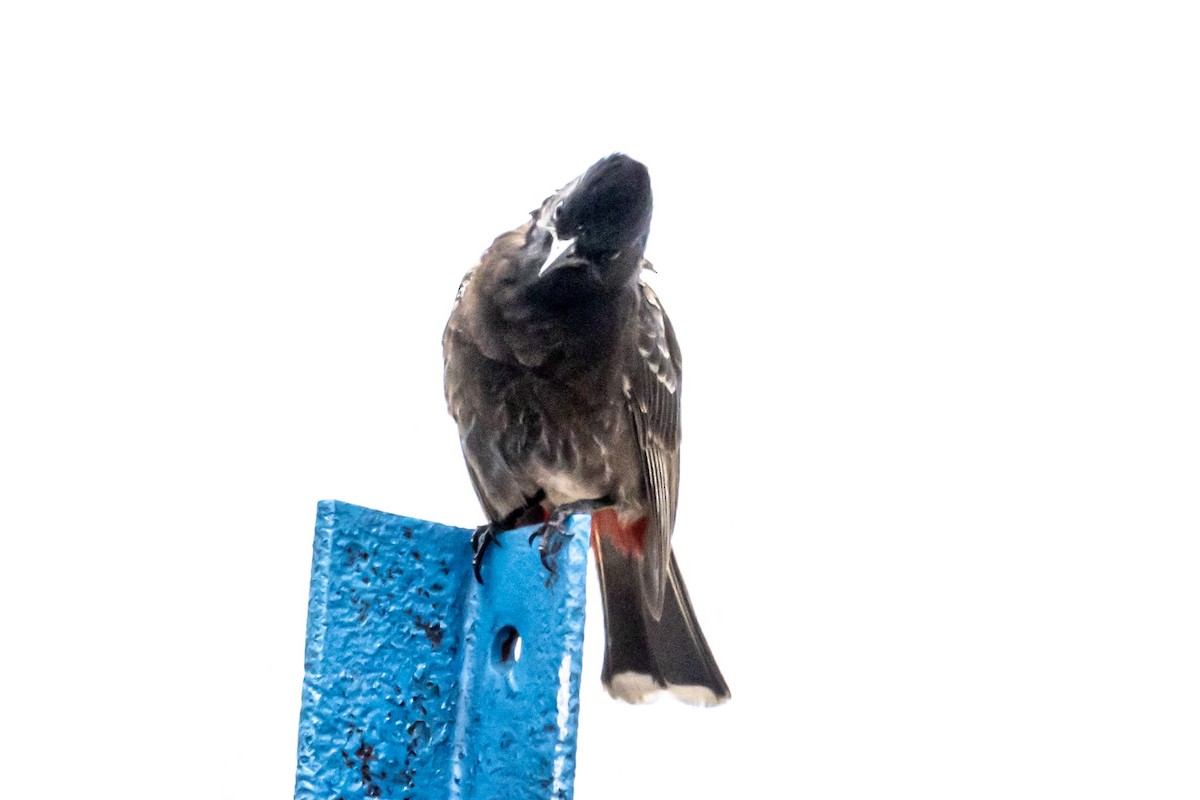 Red-vented Bulbul - ML618869437