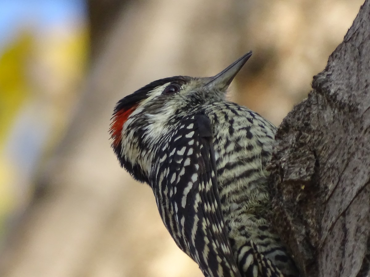 Striped Woodpecker - ML618869442