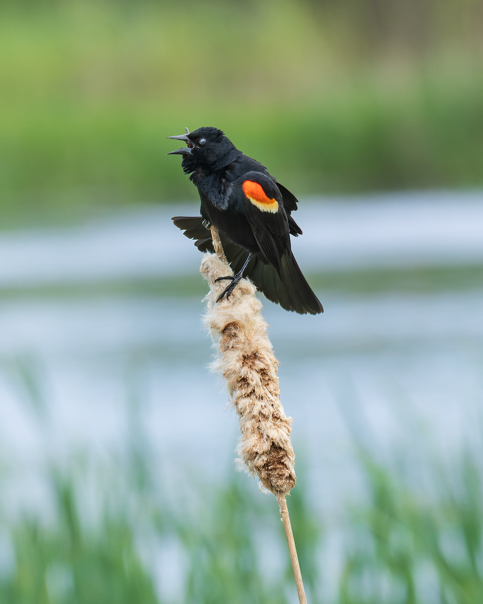 Red-winged Blackbird - Amber Joseph