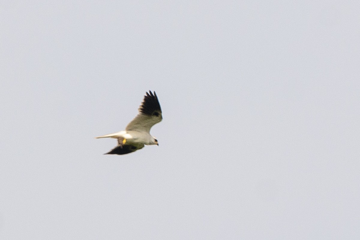 White-tailed Kite - ML618869515
