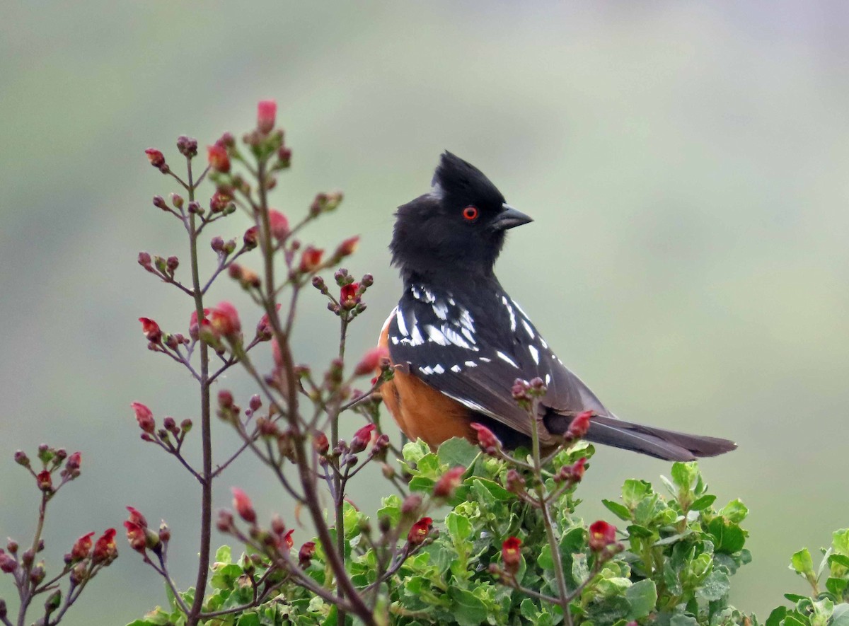 Spotted Towhee - ML618869519
