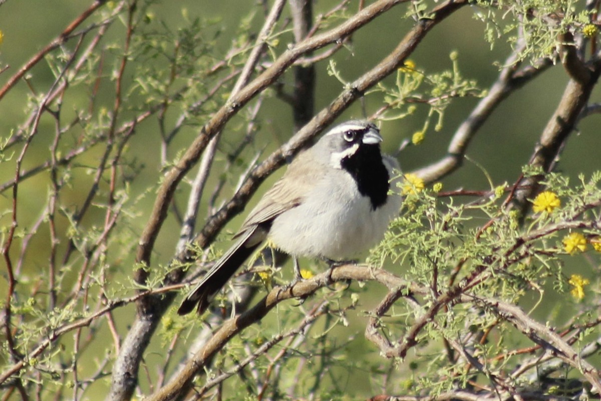 Black-throated Sparrow - Jennifer Werrell