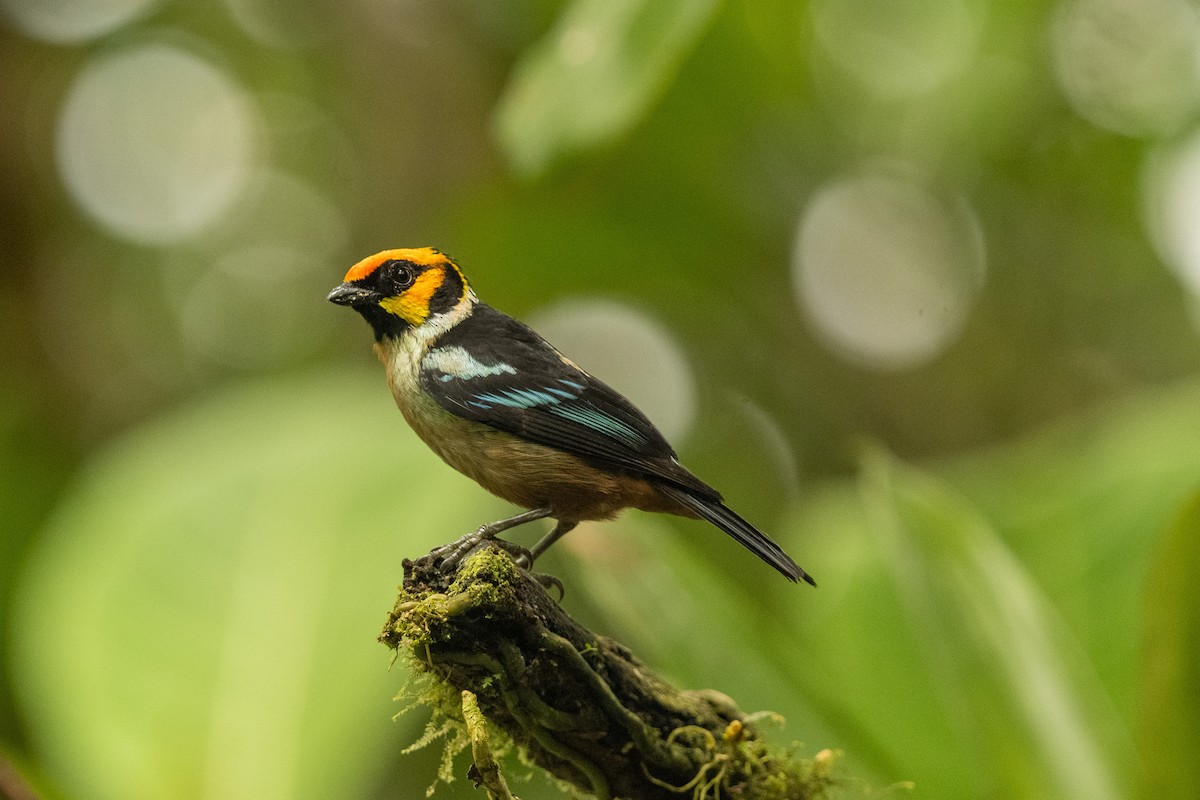Flame-faced Tanager - ML618869540