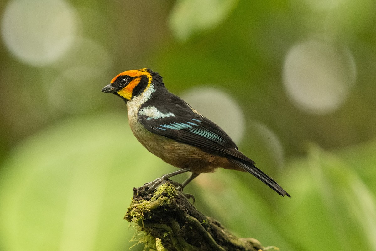 Flame-faced Tanager - ML618869541