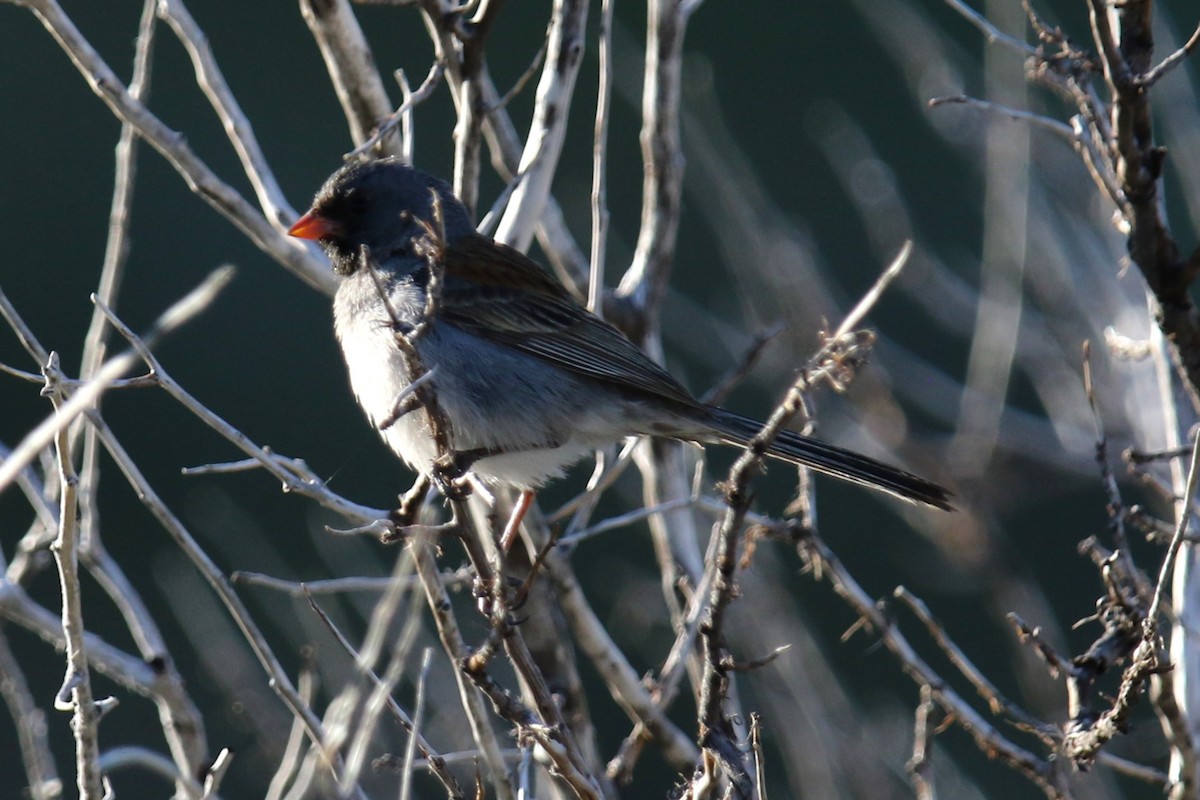 Black-chinned Sparrow - ML618869546