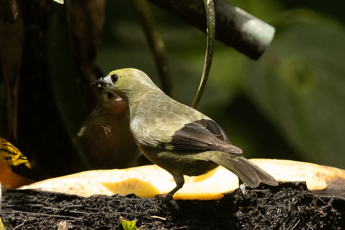 Palm Tanager - Anil Nair