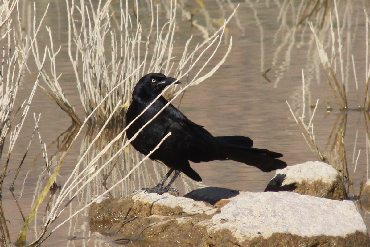Great-tailed Grackle - ML618869558