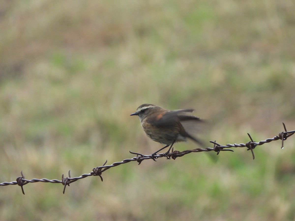 Brown-backed Chat-Tyrant - ML618869567
