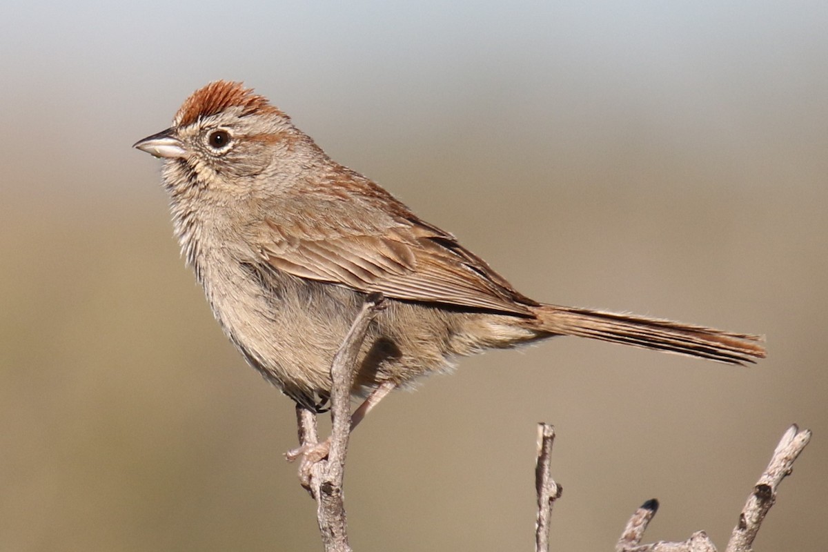 Rufous-crowned Sparrow - Louis Hoeniger