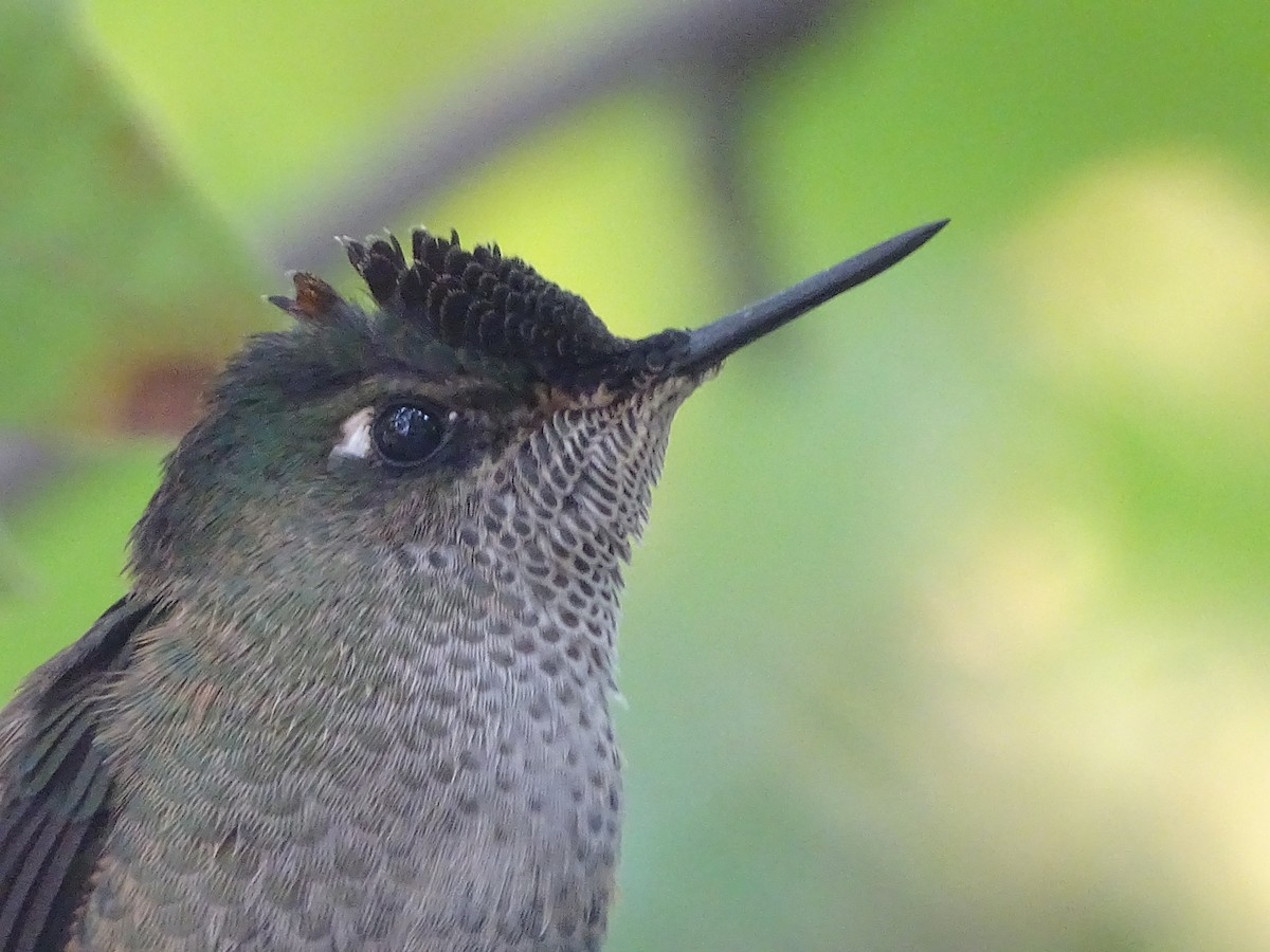 Green-backed Firecrown - ML618869587